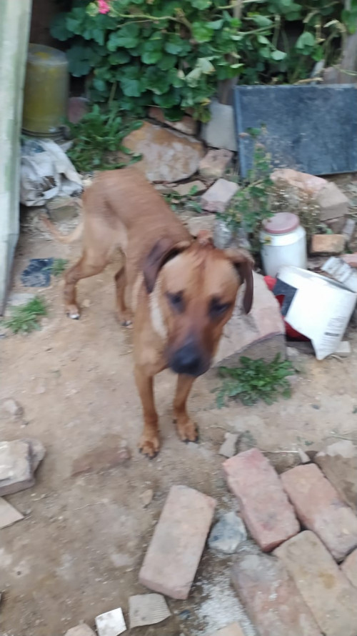 Roky