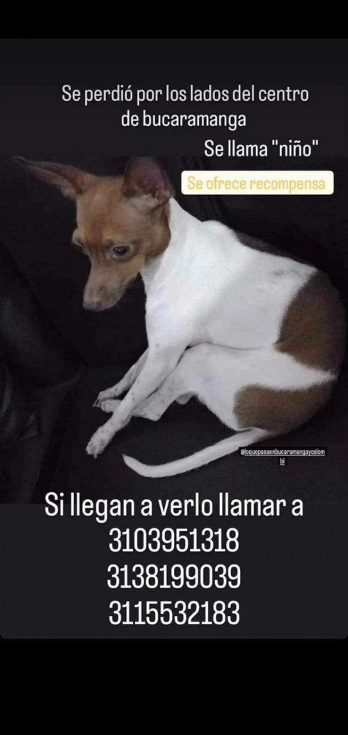Niño