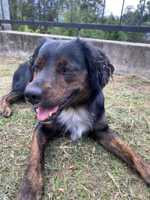 Aquiles