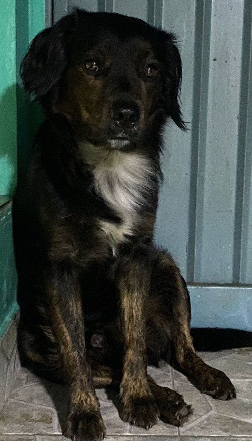Aquiles