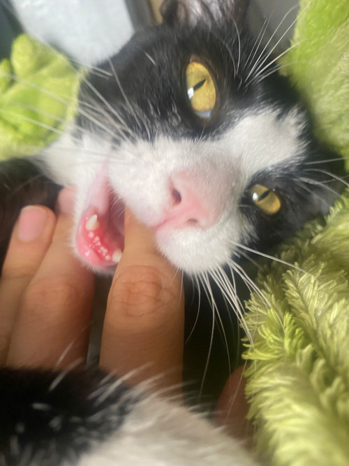 Mordisco