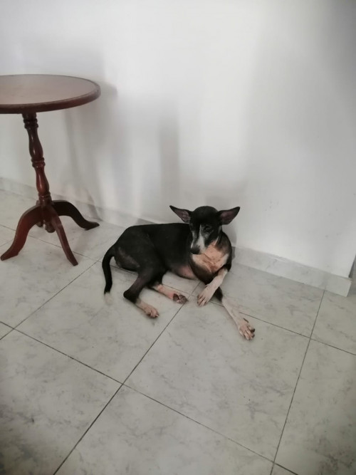 Lola
