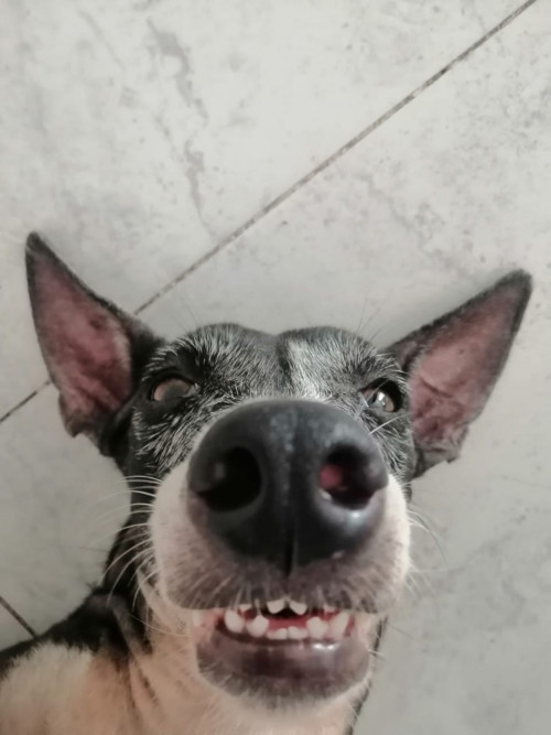 Lola