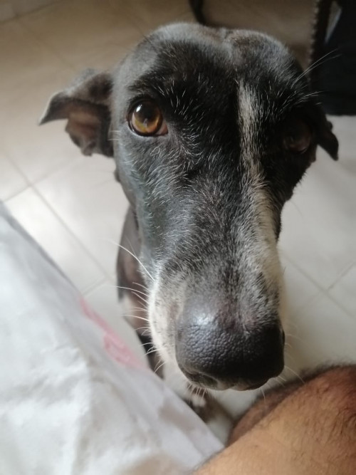 Lola