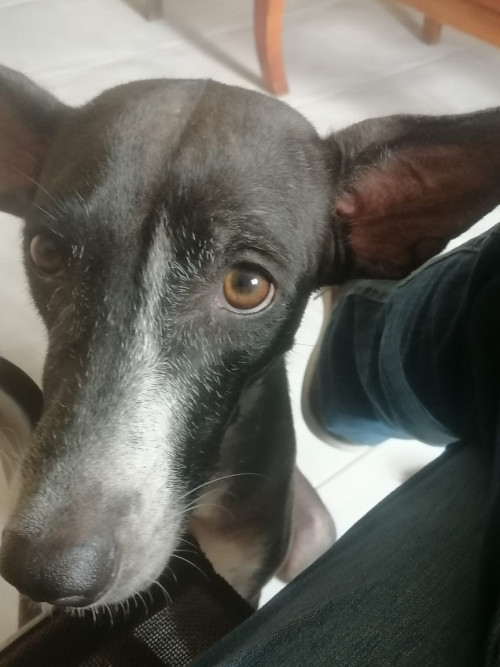 Lola