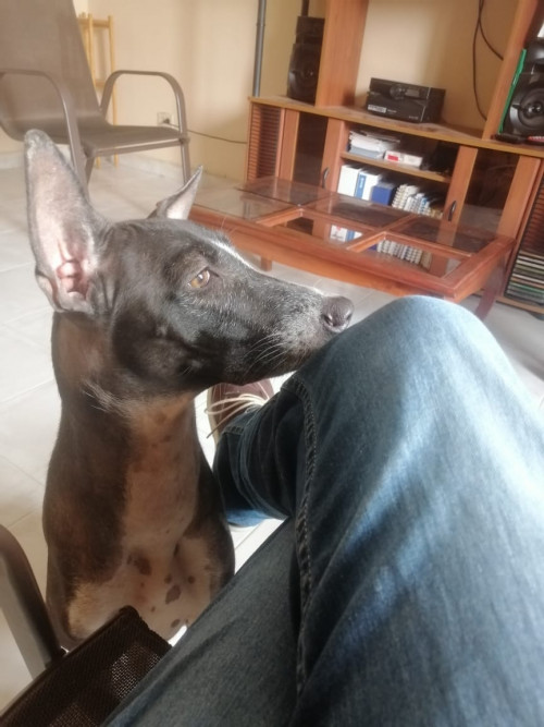 Lola