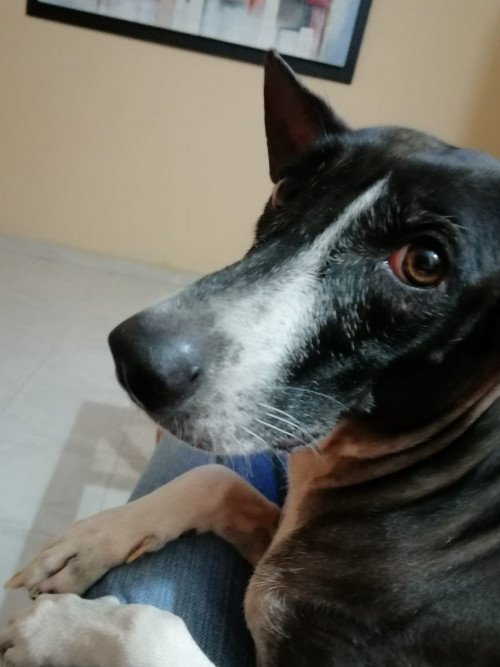 Lola