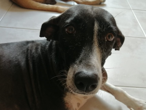 Lola