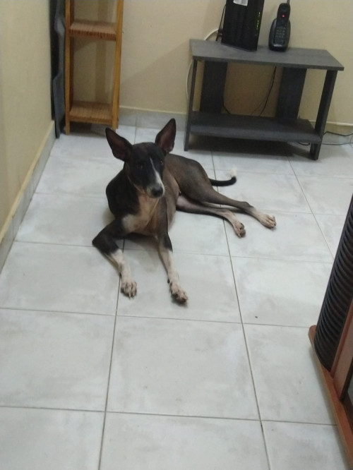 Lola