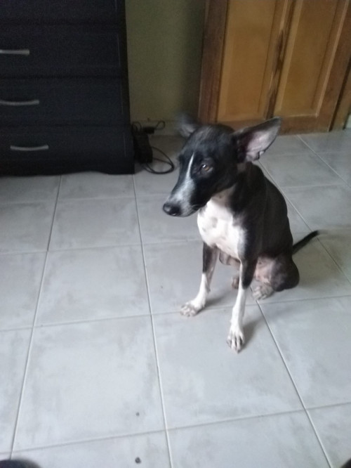 Lola
