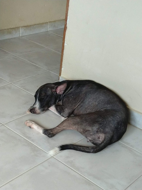 Lola