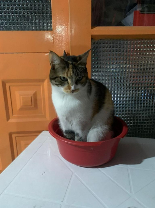 Chloe