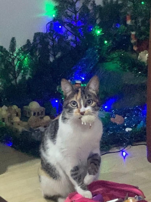 Chloe