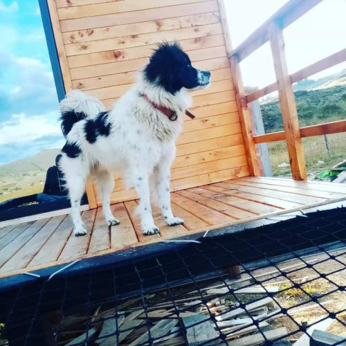 Oreo