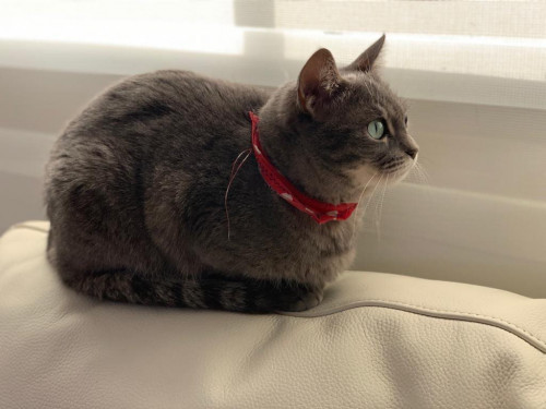 Lila