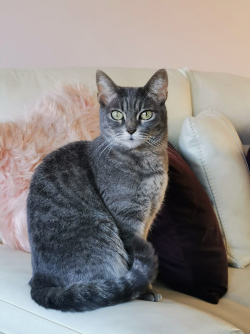 Lila