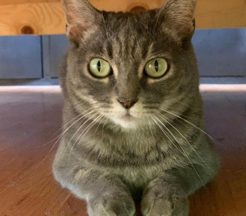 Lila