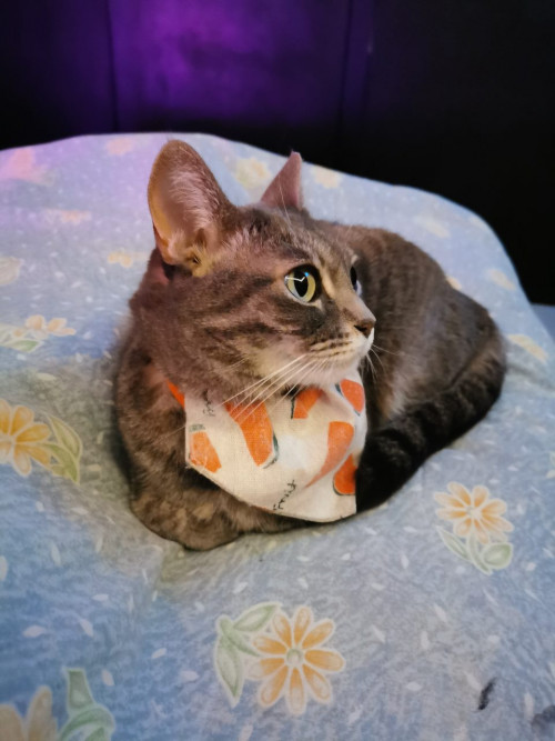 Lila