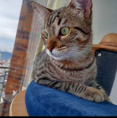 Kira