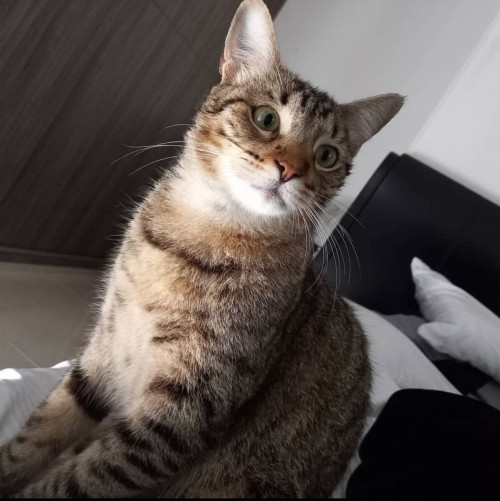 Kira