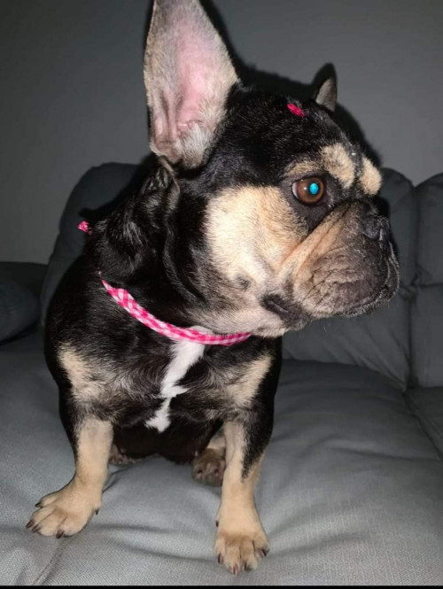 Cloe