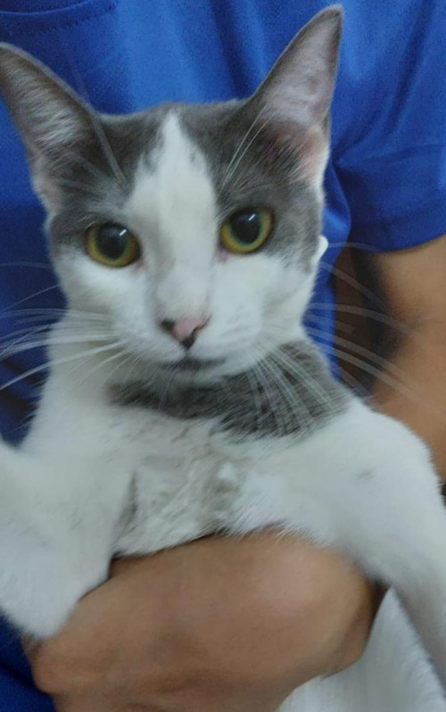 Kitty