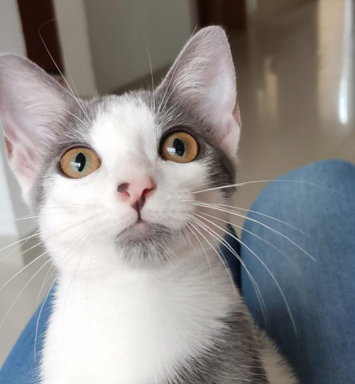 Kitty