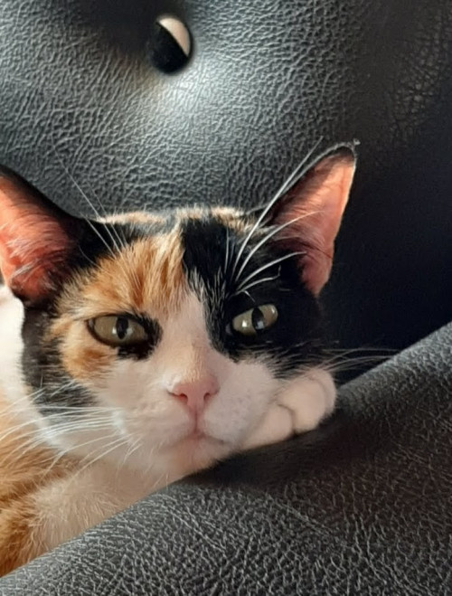 Princesa