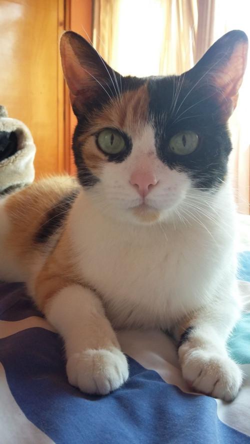 Princesa
