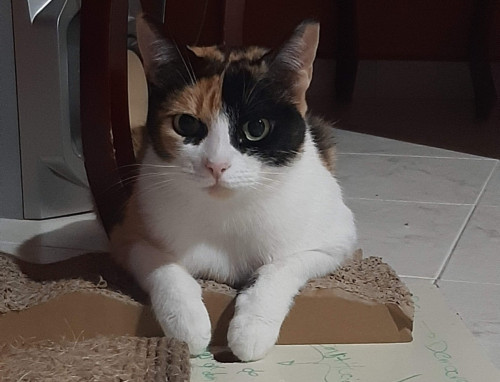 Princesa