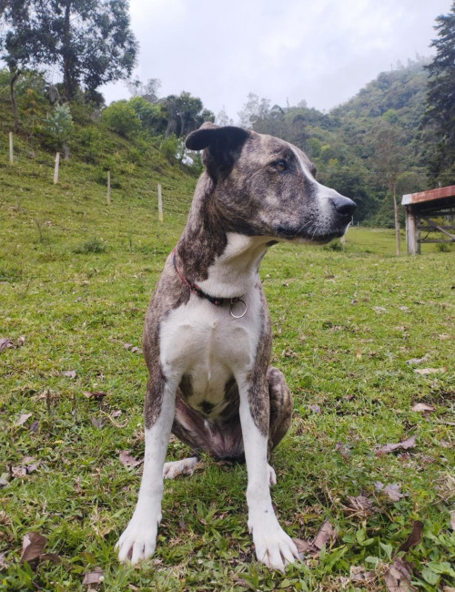 Kiara