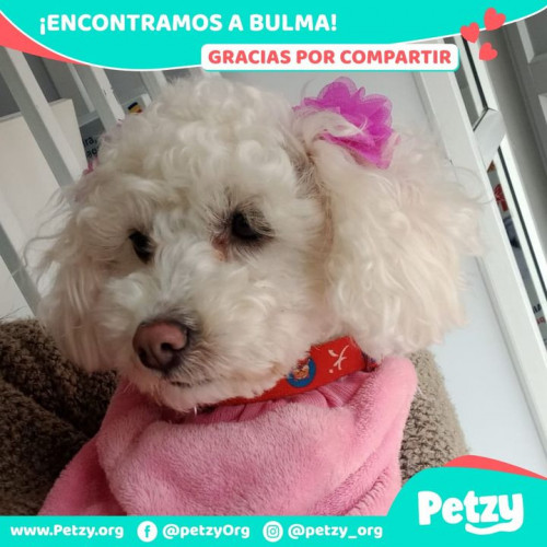 Foto del reencuentro de Bulma