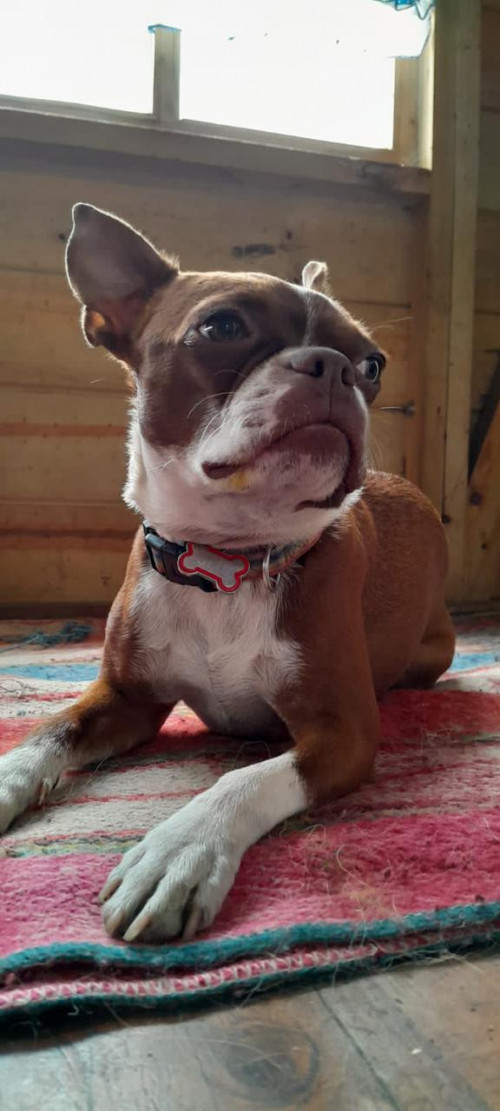 Olly