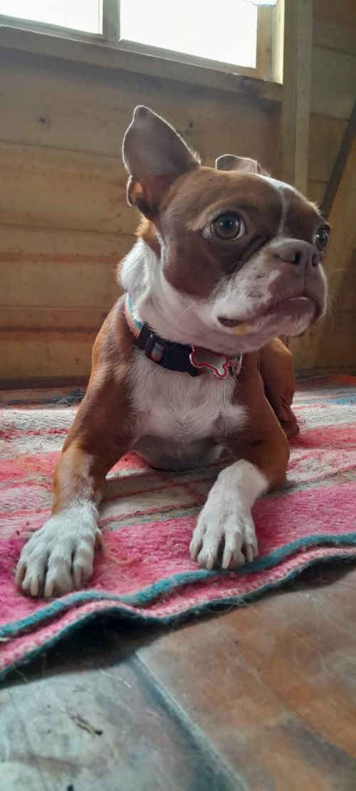 Olly