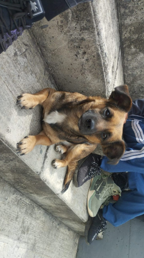 Niña