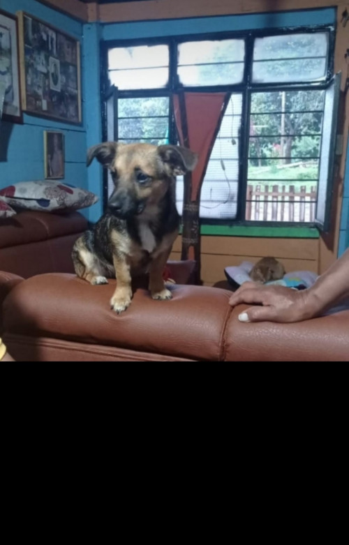 Niña