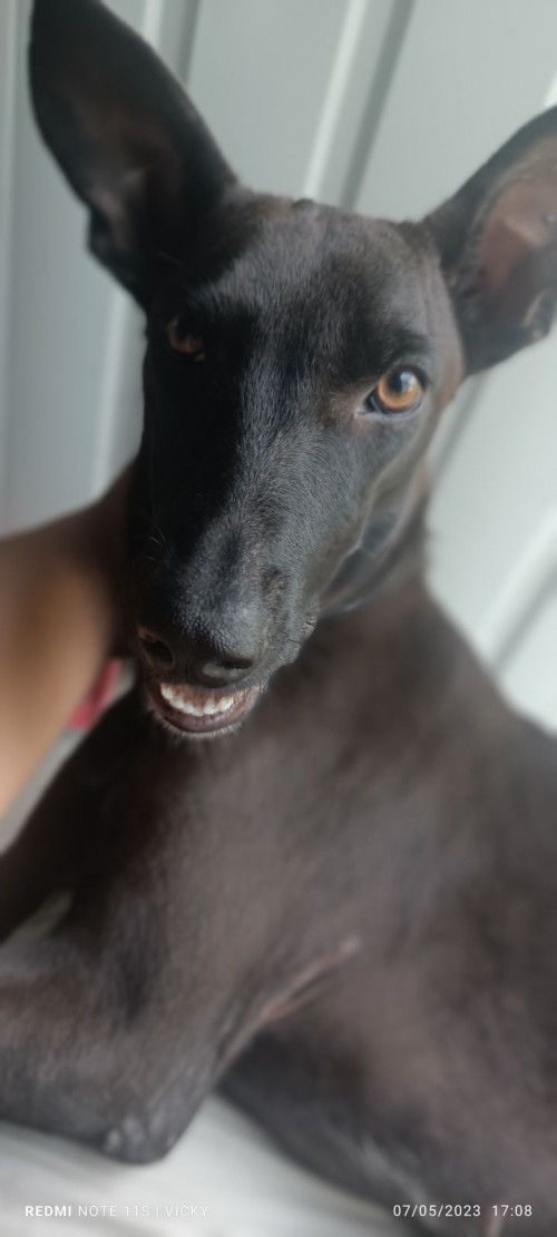 Niña O Negra