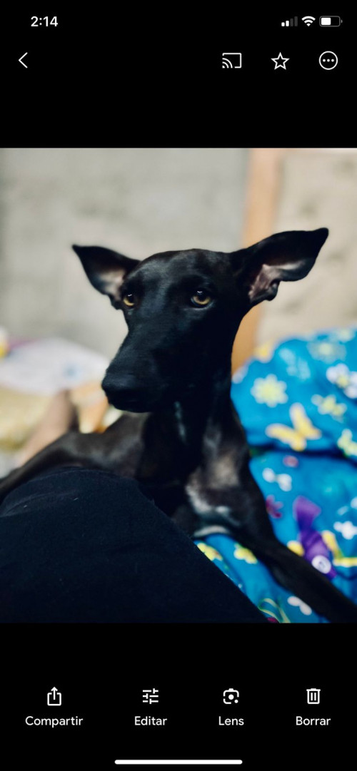 Niña O Negra
