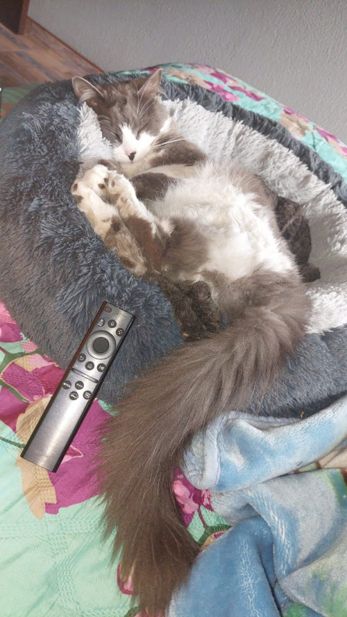 Loky