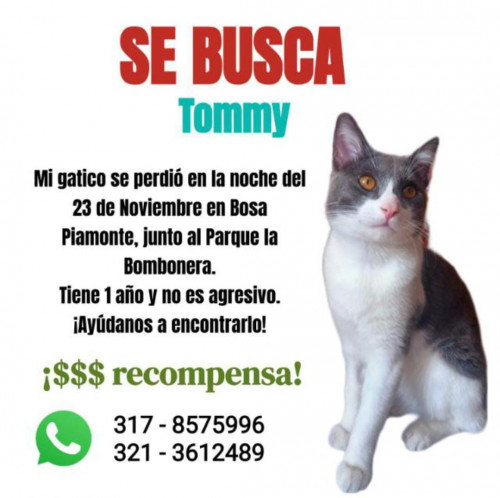 Tommy