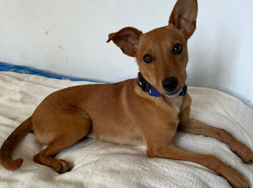 Canela