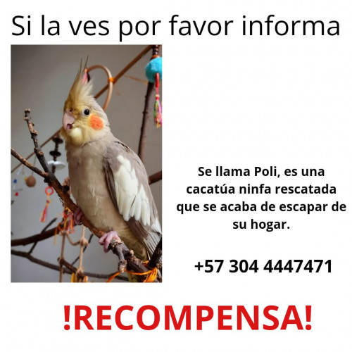 Poli
