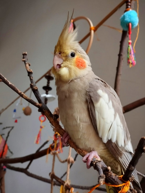 Poli
