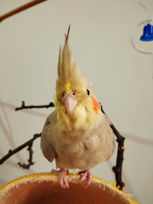 Poli