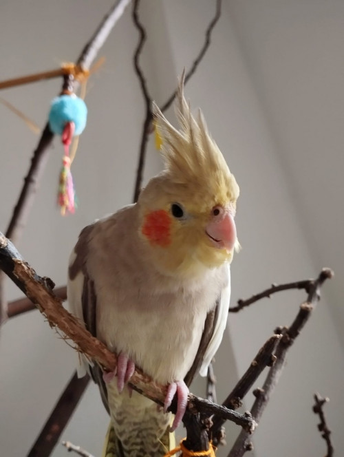 Poli