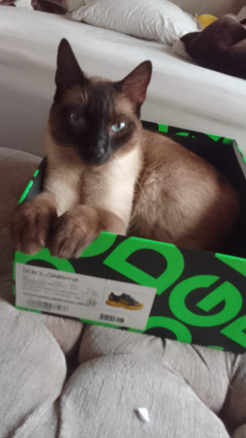 Limón