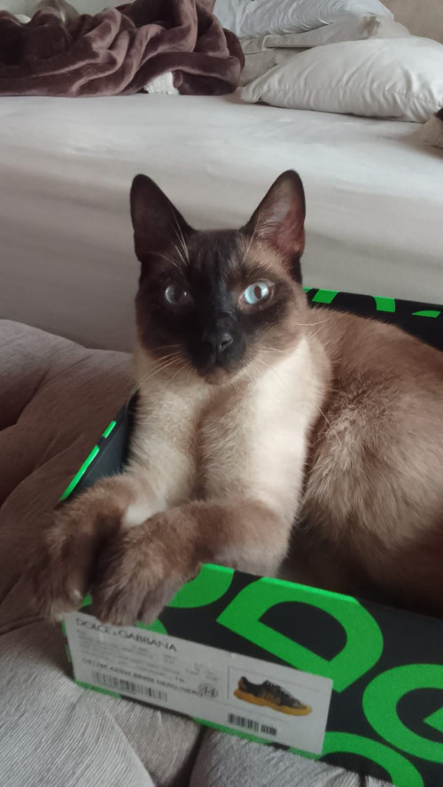 Limón
