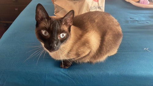 Limón