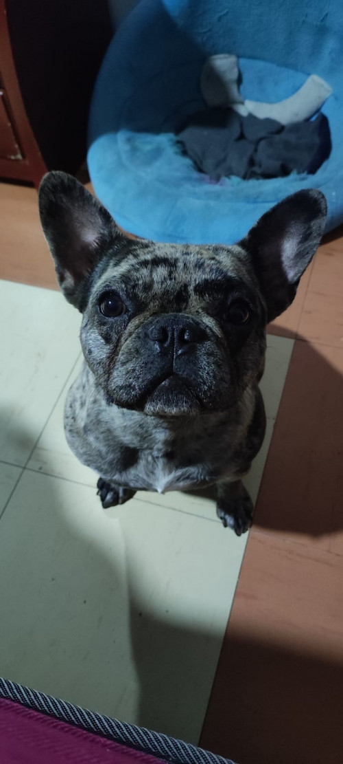 Brownie