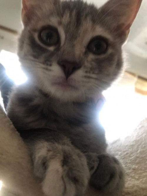 Layla
